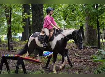caballo de tiro Mestizo, Caballo castrado, 4 años, 147 cm, Pío