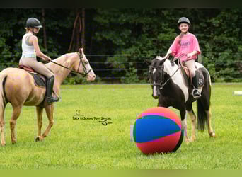 caballo de tiro Mestizo, Caballo castrado, 4 años, 147 cm, Pío