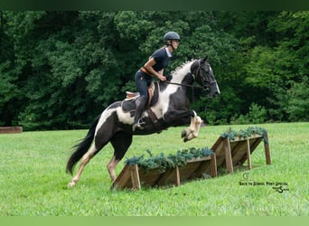 caballo de tiro Mestizo, Caballo castrado, 4 años, 147 cm, Pío