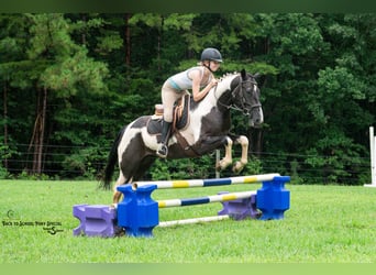 caballo de tiro Mestizo, Caballo castrado, 4 años, 147 cm, Pío