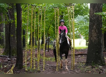 caballo de tiro Mestizo, Caballo castrado, 4 años, 147 cm, Pío