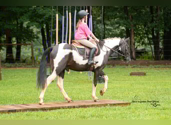 caballo de tiro Mestizo, Caballo castrado, 4 años, 147 cm, Pío