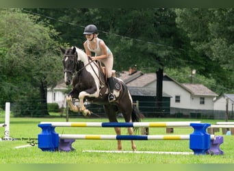 caballo de tiro Mestizo, Caballo castrado, 4 años, 147 cm, Pío