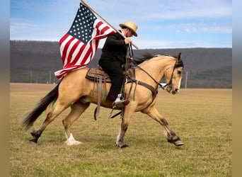 caballo de tiro Mestizo, Caballo castrado, 4 años, 150 cm, Buckskin/Bayo