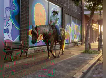 caballo de tiro, Caballo castrado, 4 años, 150 cm, Castaño