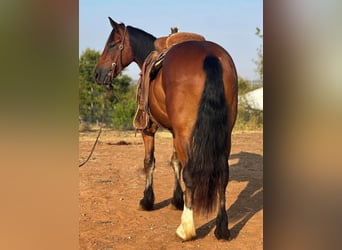 caballo de tiro, Caballo castrado, 4 años, 150 cm, Castaño rojizo
