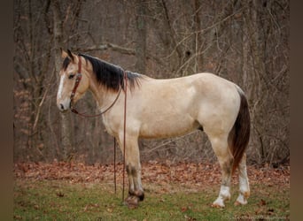 caballo de tiro Mestizo, Caballo castrado, 4 años, 152 cm, Buckskin/Bayo