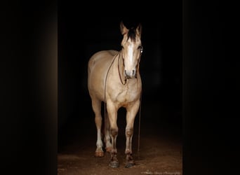caballo de tiro Mestizo, Caballo castrado, 4 años, 152 cm, Buckskin/Bayo