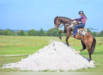 caballo de tiro Mestizo, Caballo castrado, 4 años, 152 cm, Buckskin/Bayo