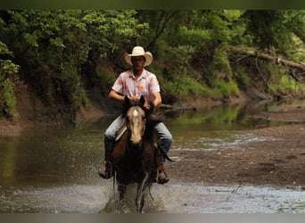 caballo de tiro Mestizo, Caballo castrado, 4 años, 152 cm, Buckskin/Bayo