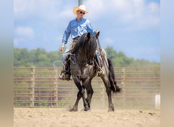 caballo de tiro, Caballo castrado, 4 años, 152 cm, Ruano azulado