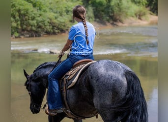 caballo de tiro, Caballo castrado, 4 años, 152 cm, Ruano azulado