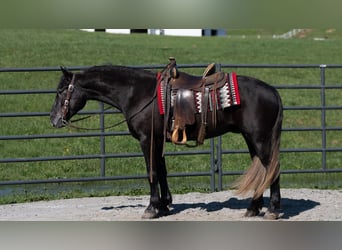 caballo de tiro Mestizo, Caballo castrado, 4 años, 152 cm, Tordo
