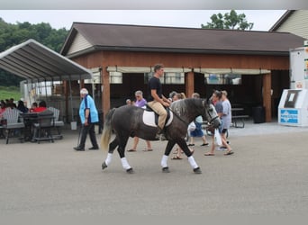 caballo de tiro Mestizo, Caballo castrado, 4 años, 152 cm, Tordo