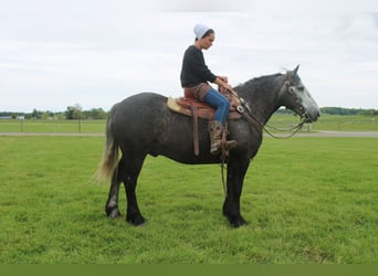 caballo de tiro Mestizo, Caballo castrado, 4 años, 152 cm, Tordo