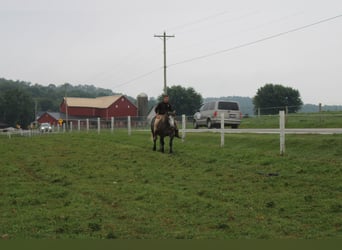 caballo de tiro Mestizo, Caballo castrado, 4 años, 152 cm, Tordo