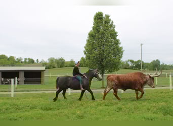 caballo de tiro Mestizo, Caballo castrado, 4 años, 152 cm, Tordo