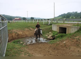 caballo de tiro Mestizo, Caballo castrado, 4 años, 152 cm, Tordo