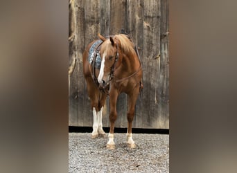 caballo de tiro, Caballo castrado, 4 años, 155 cm, Alazán rojizo