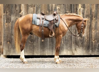caballo de tiro, Caballo castrado, 4 años, 155 cm, Alazán rojizo