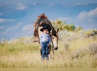 caballo de tiro Mestizo, Caballo castrado, 4 años, 155 cm, Buckskin/Bayo