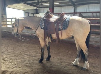 caballo de tiro Mestizo, Caballo castrado, 4 años, 155 cm, Buckskin/Bayo