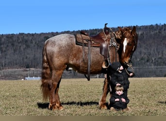 caballo de tiro Mestizo, Caballo castrado, 4 años, 155 cm, Ruano alazán