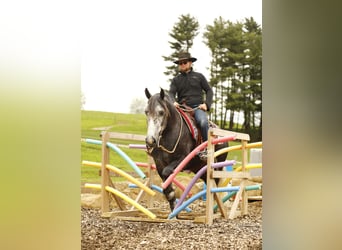 caballo de tiro Mestizo, Caballo castrado, 4 años, 155 cm, Tordo rodado