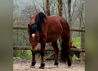 caballo de tiro, Caballo castrado, 4 años, 156 cm, Castaño