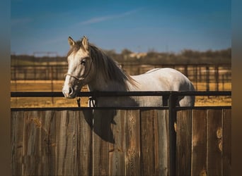 caballo de tiro, Caballo castrado, 4 años, 157 cm, Buckskin/Bayo