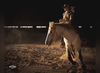 caballo de tiro, Caballo castrado, 4 años, 157 cm, Buckskin/Bayo