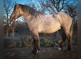 caballo de tiro, Caballo castrado, 4 años, 157 cm, Buckskin/Bayo