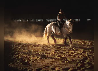 caballo de tiro, Caballo castrado, 4 años, 157 cm, Buckskin/Bayo