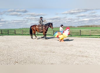 caballo de tiro Mestizo, Caballo castrado, 4 años, 160 cm, Castaño rojizo