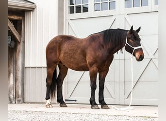 caballo de tiro Mestizo, Caballo castrado, 4 años, 160 cm, Castaño rojizo