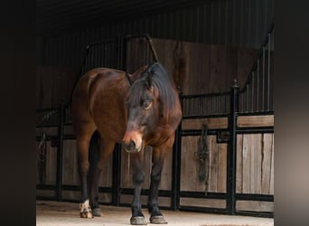 caballo de tiro Mestizo, Caballo castrado, 4 años, 160 cm, Castaño rojizo