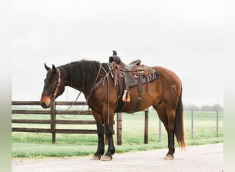 caballo de tiro Mestizo, Caballo castrado, 4 años, 160 cm, Castaño rojizo