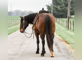 caballo de tiro Mestizo, Caballo castrado, 4 años, 160 cm, Castaño rojizo