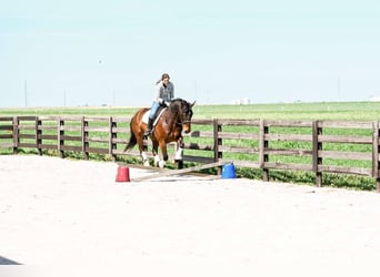 caballo de tiro Mestizo, Caballo castrado, 4 años, 160 cm, Castaño rojizo