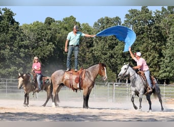 caballo de tiro Mestizo, Caballo castrado, 4 años, 160 cm, Castaño-ruano