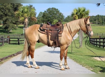 caballo de tiro Mestizo, Caballo castrado, 4 años, 160 cm, Red Dun/Cervuno