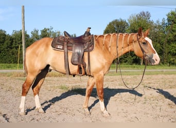 caballo de tiro Mestizo, Caballo castrado, 4 años, 160 cm, Red Dun/Cervuno