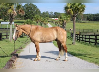 caballo de tiro Mestizo, Caballo castrado, 4 años, 160 cm, Red Dun/Cervuno