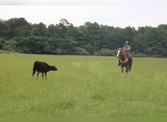 caballo de tiro Mestizo, Caballo castrado, 4 años, 160 cm, Red Dun/Cervuno