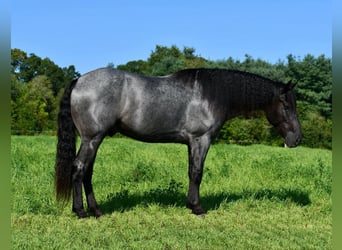 caballo de tiro Mestizo, Caballo castrado, 4 años, 160 cm, Ruano azulado