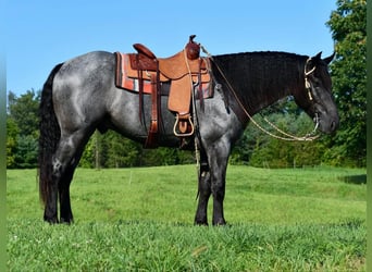 caballo de tiro Mestizo, Caballo castrado, 4 años, 160 cm, Ruano azulado