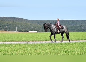 caballo de tiro Mestizo, Caballo castrado, 4 años, 160 cm, Ruano azulado