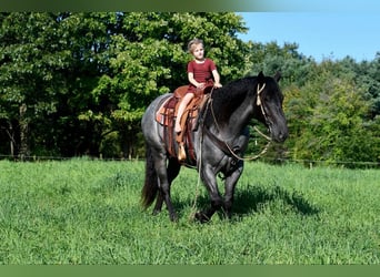 caballo de tiro Mestizo, Caballo castrado, 4 años, 160 cm, Ruano azulado