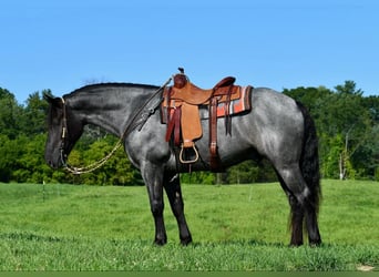 caballo de tiro Mestizo, Caballo castrado, 4 años, 160 cm, Ruano azulado