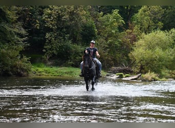 caballo de tiro Mestizo, Caballo castrado, 4 años, 160 cm, Ruano azulado